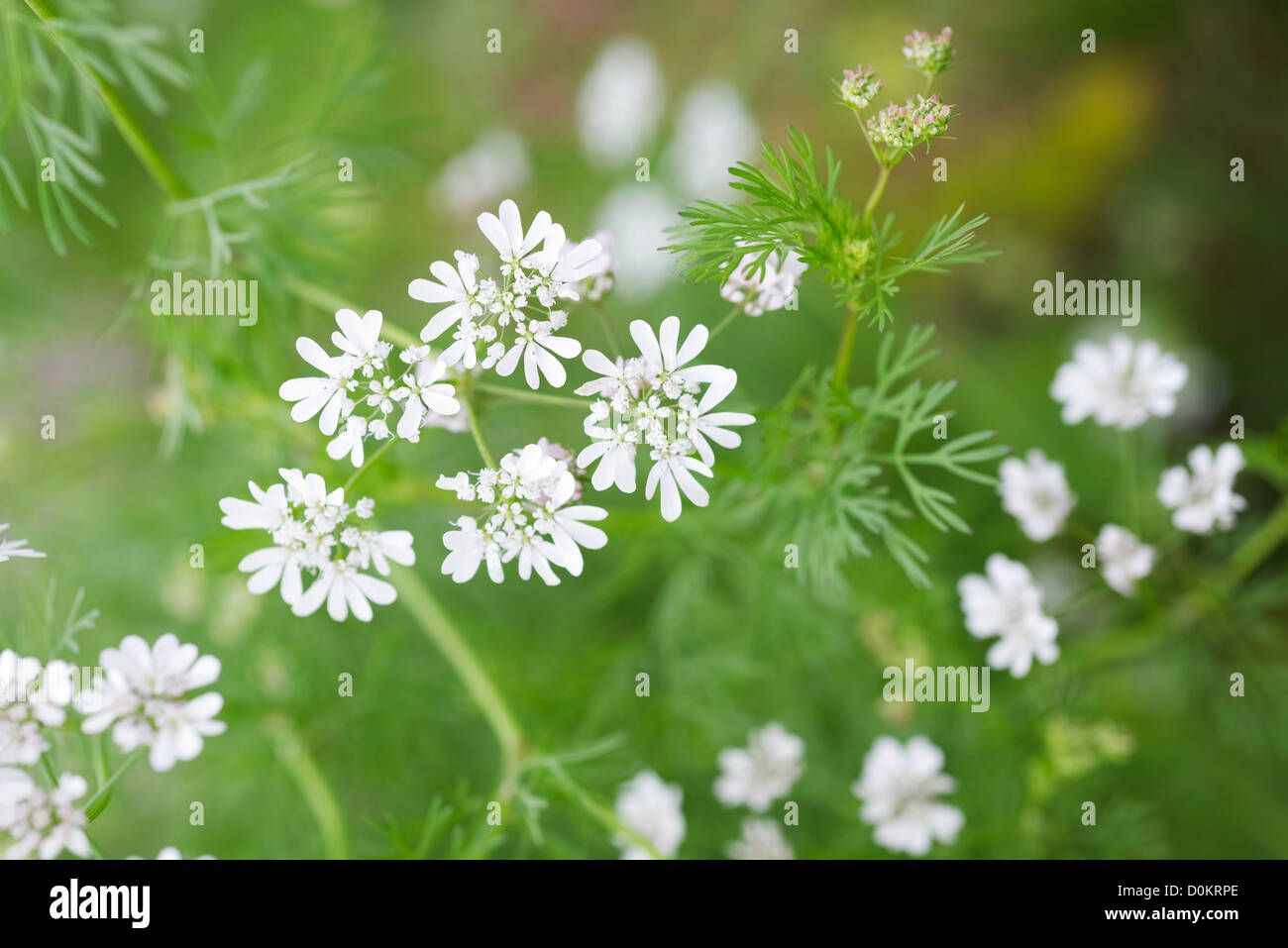 Coriander flowers Stock Photo Alamy
