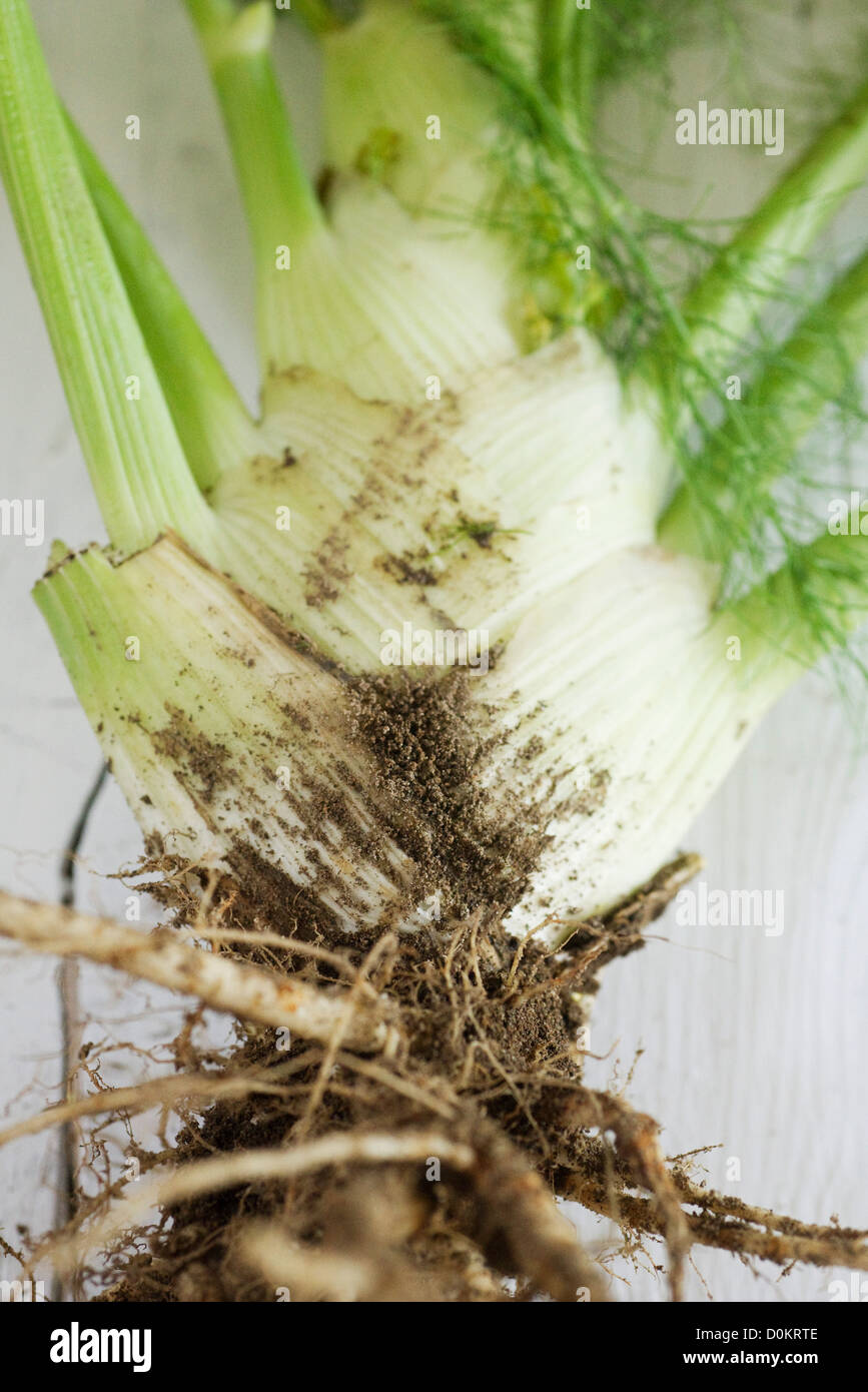 Fennel with its roots Stock Photo Alamy