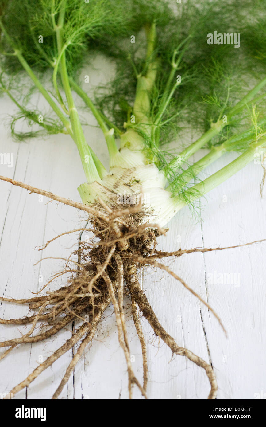 Fennel with its roots Stock Photo Alamy