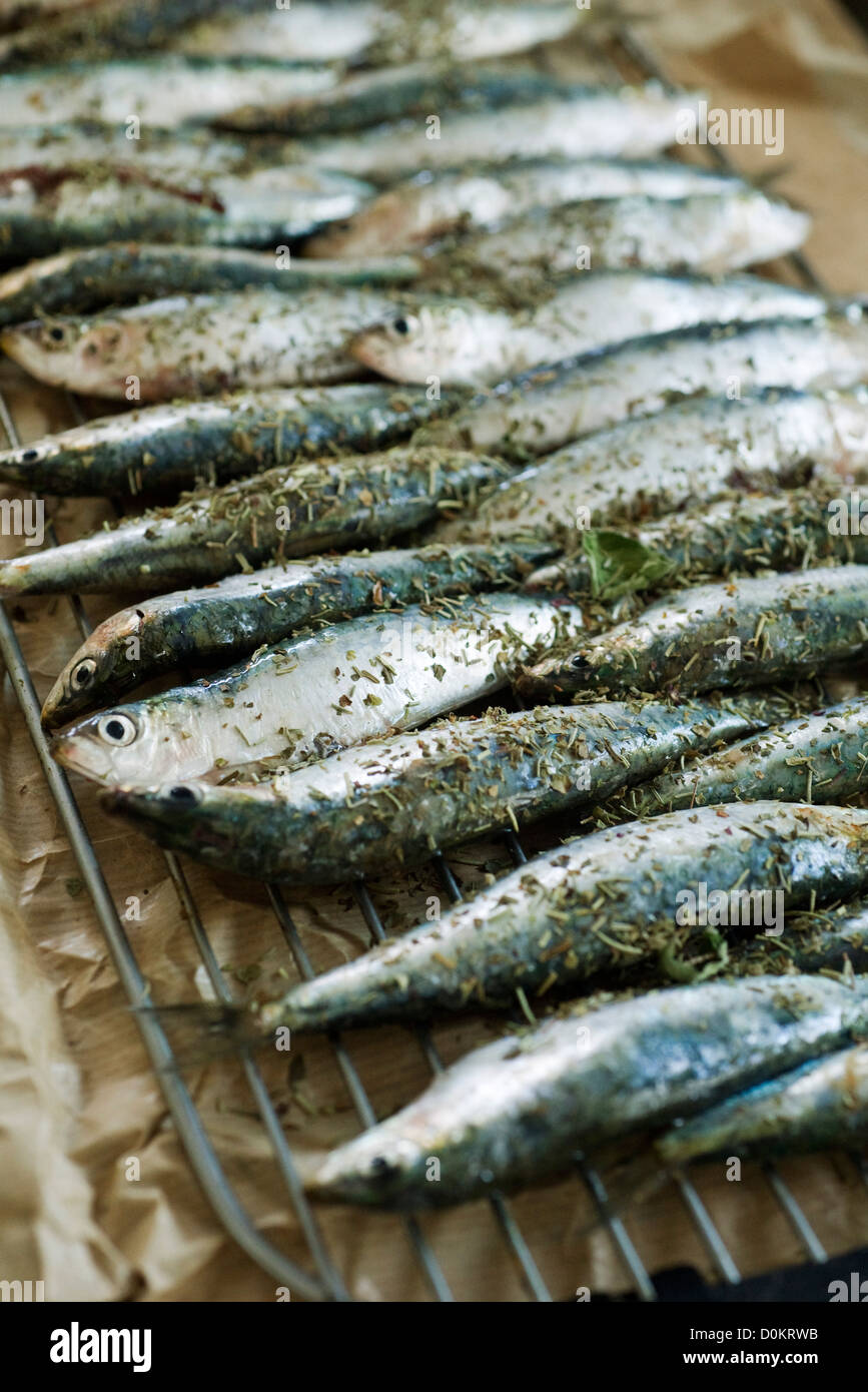 Sardines on grill with spices and herbs Stock Photo Alamy