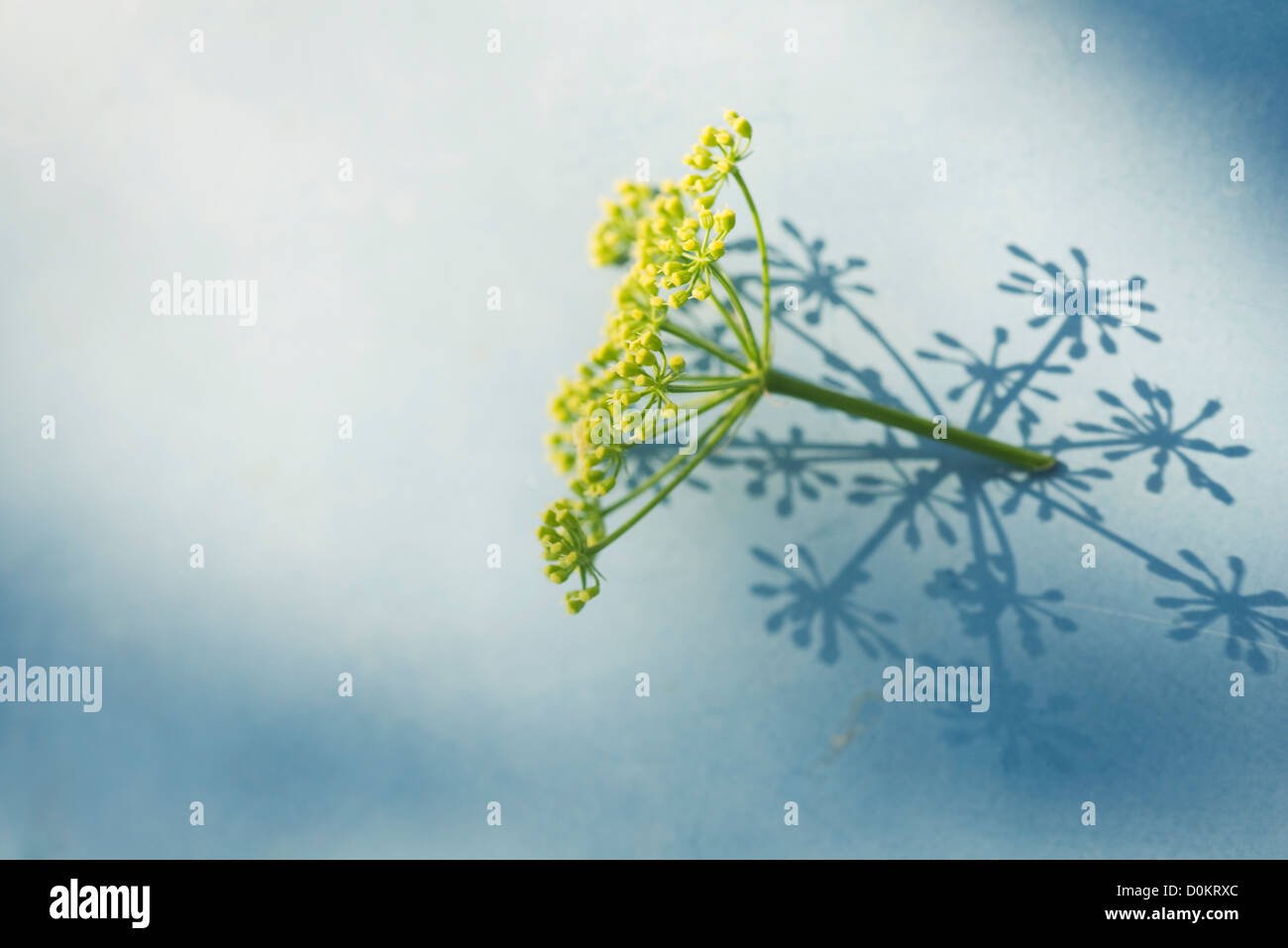 Flowering coriander plant hires stock photography and images Alamy