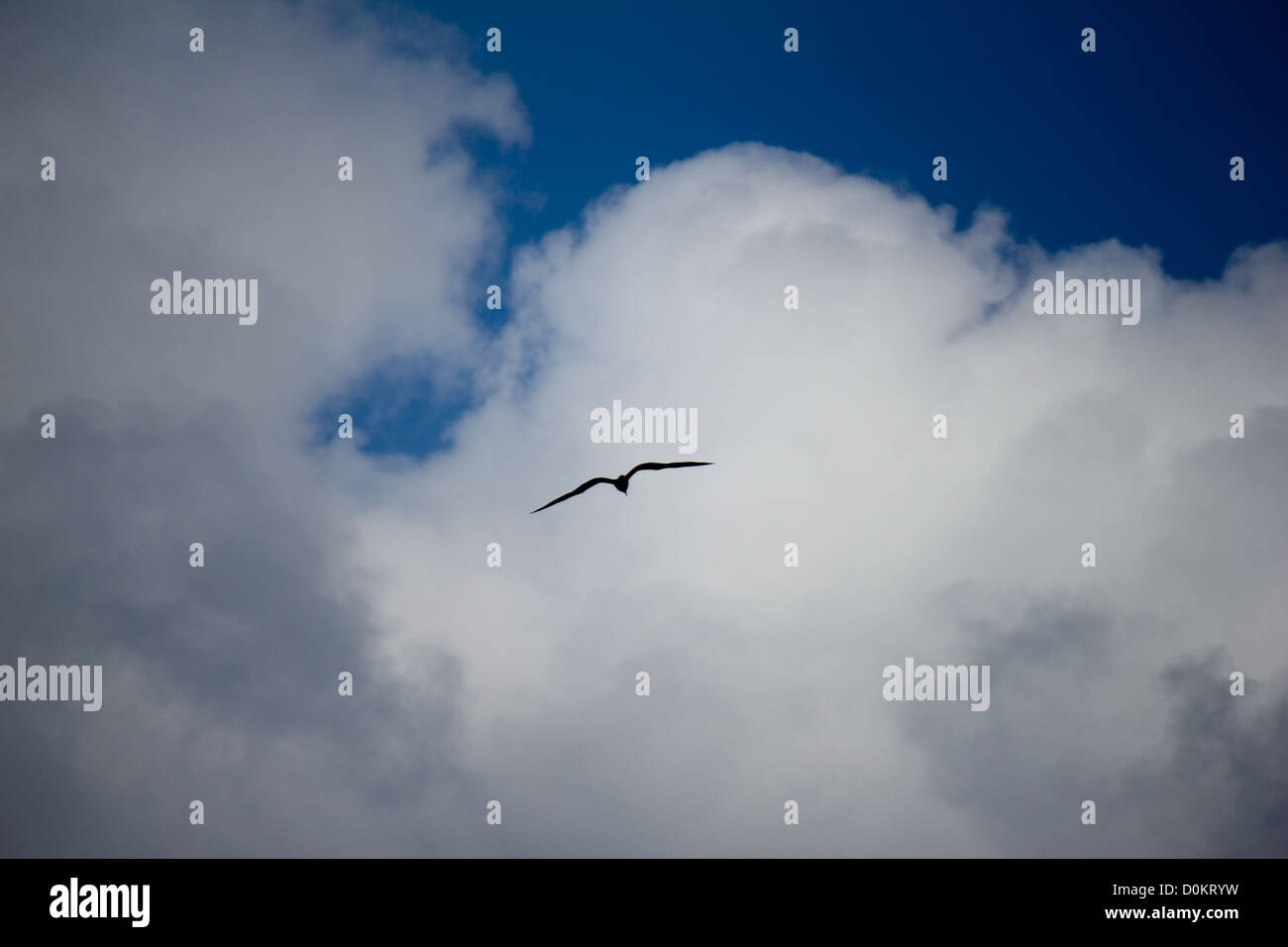 Egrets were circling the ship and soaring on the air currents. Stock Photo