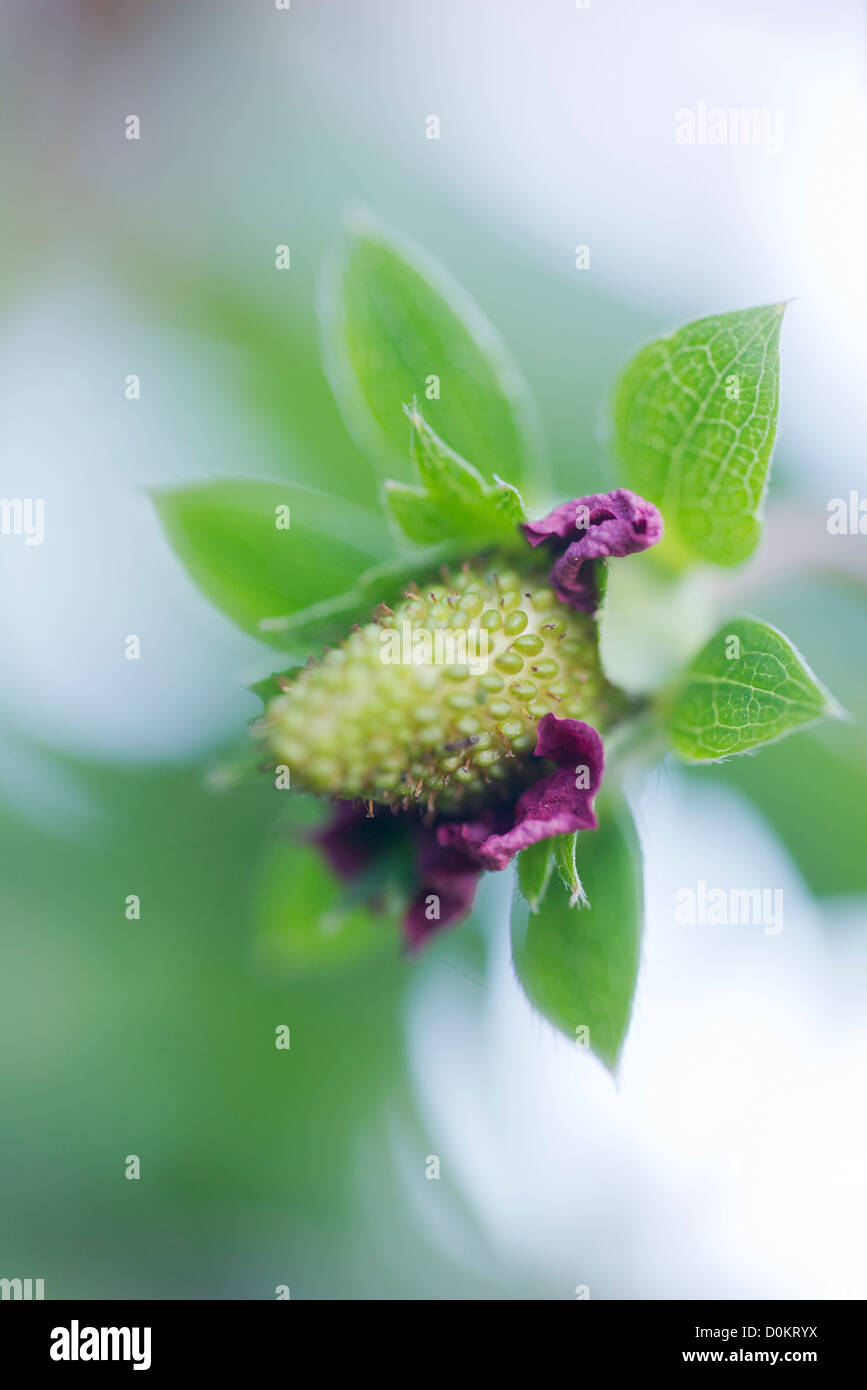 Strawberry with pink flowers Stock Photo - Alamy