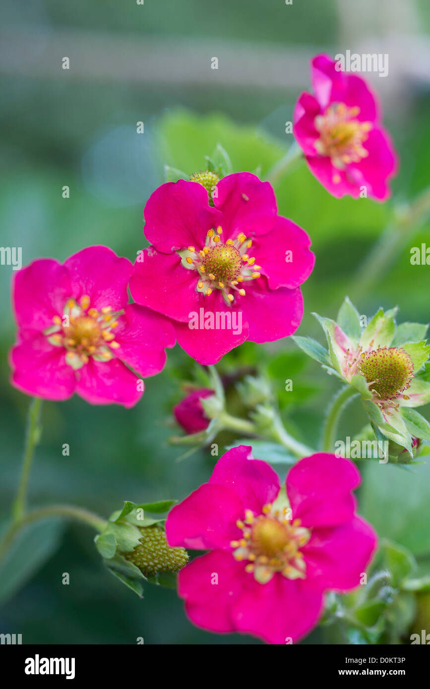 Strawberry with pink flowers Stock Photo - Alamy