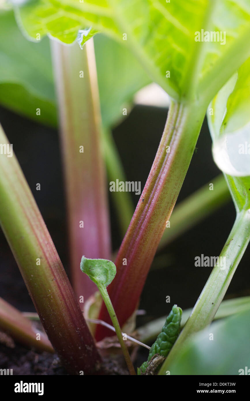Closeup of rhubarb Stock Photo