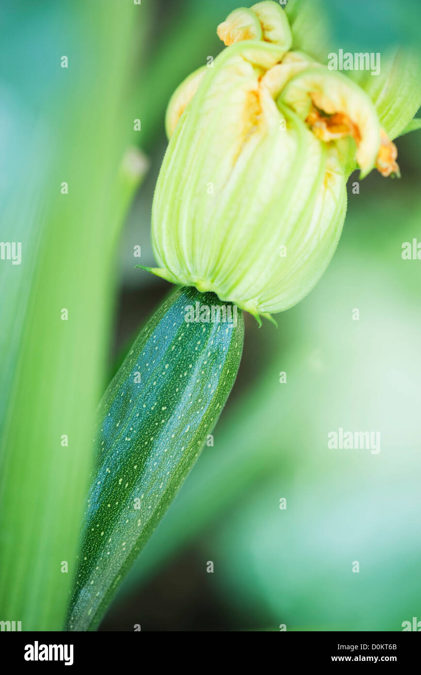 Plants zucchini flowers Stock Photo Alamy