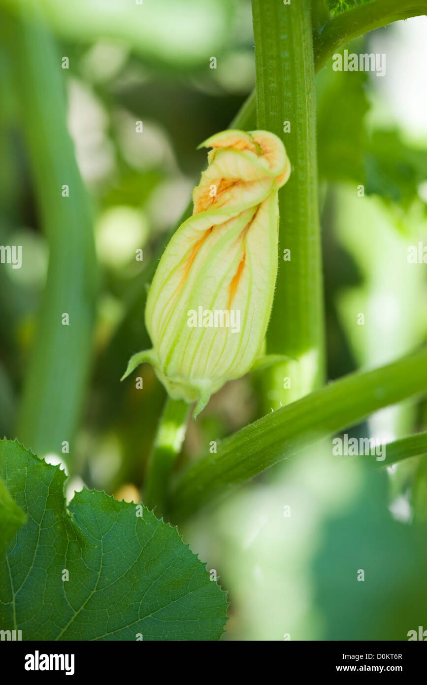 Plants zucchini flowers Stock Photo Alamy