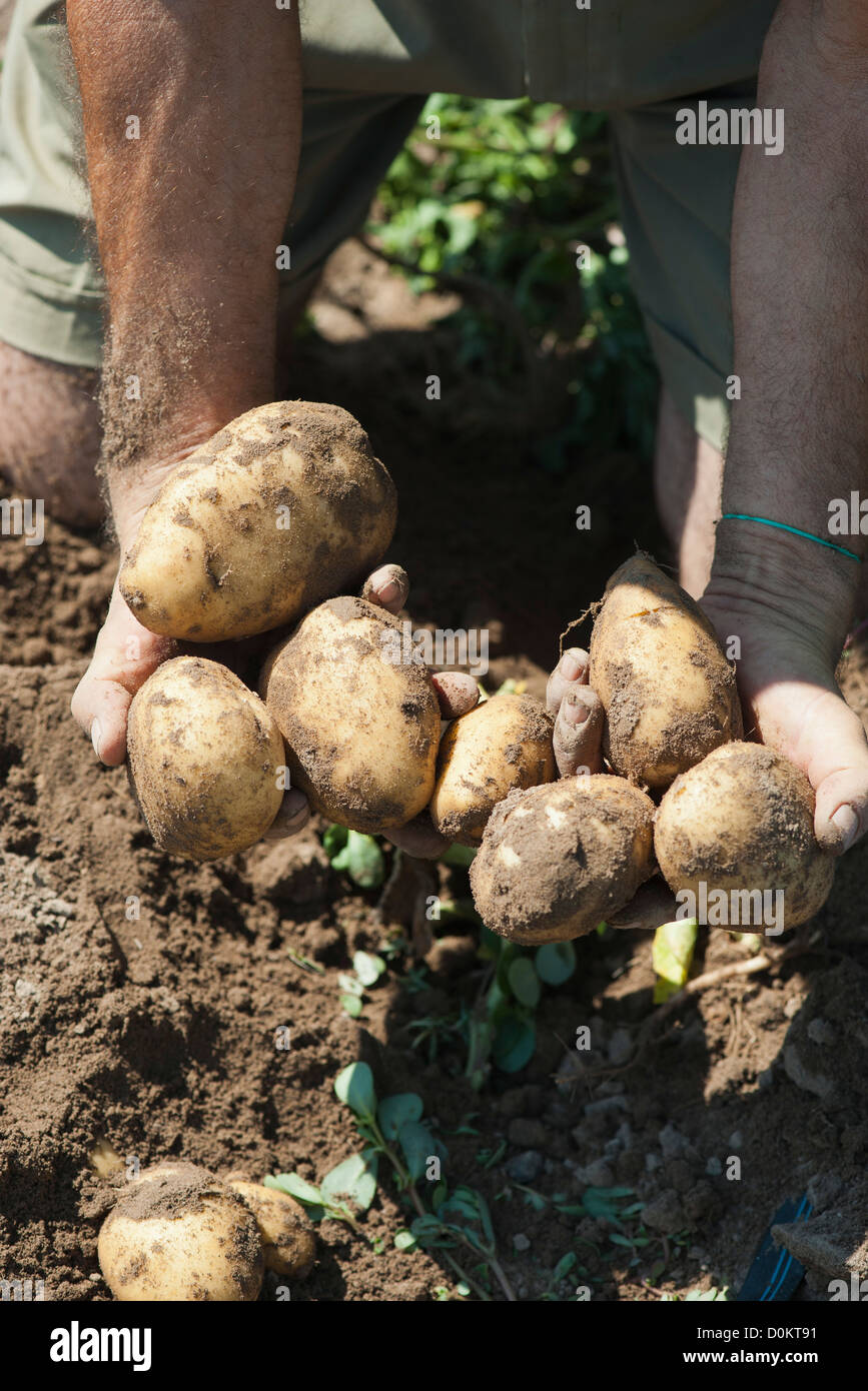 Planting and harvesting potatoes Stock Photo Alamy