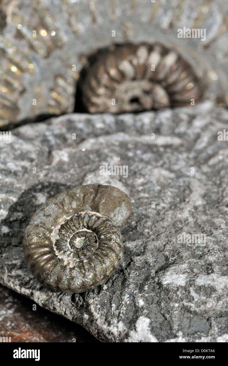 Ammonite fossils (Promicroceras planicosta) on shingle beach near Lyme Regis, Jurassic Coast, Dorset, southern England, UK Stock Photo