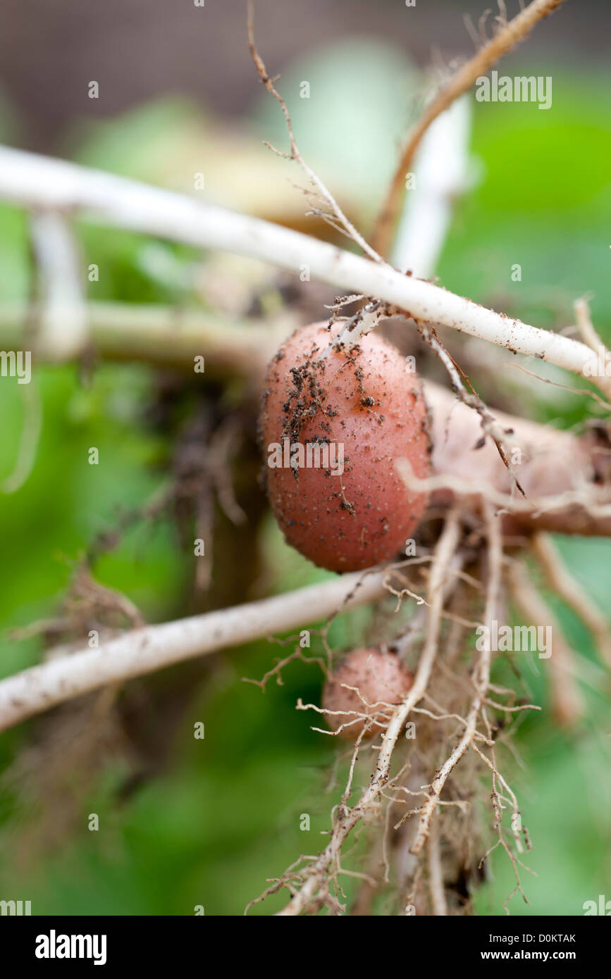 Potato out of the ground, harvest Stock Photo