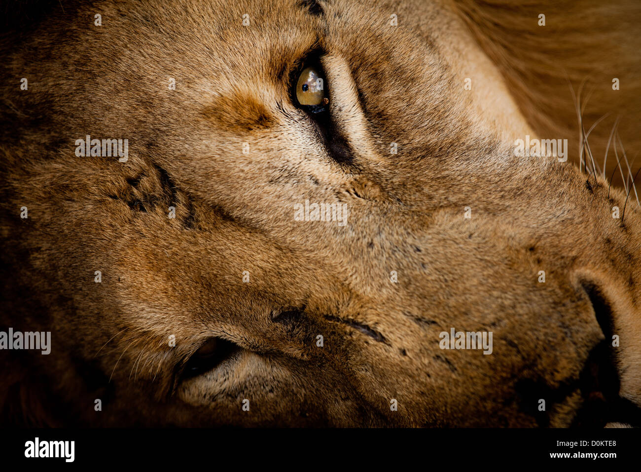 male lion looking at you Stock Photo