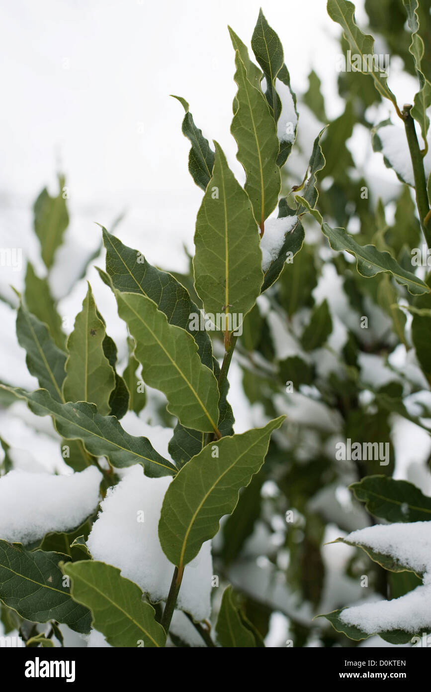 Laurel under snow Stock Photo