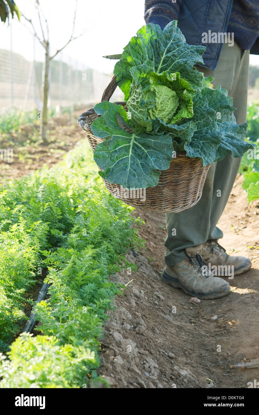 Cabbage harvests hires stock photography and images Alamy