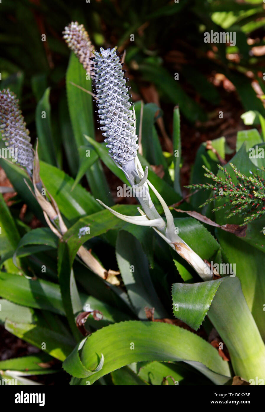 Bromeliad, Aechmea bromeliifolia var. albobracteata, Bromeliaceae. Syn. Aechmea tinctoria. Mexico to Argentina, South America. Stock Photo