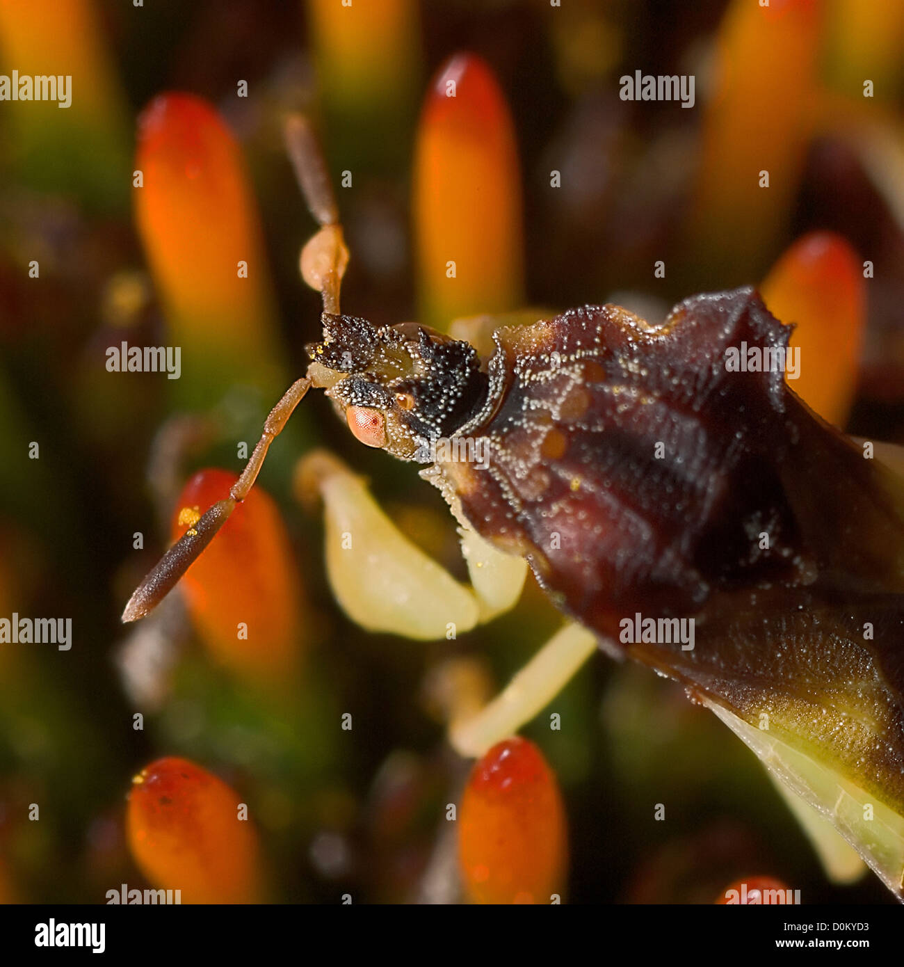 Head and Carapace of Insect Stock Photo