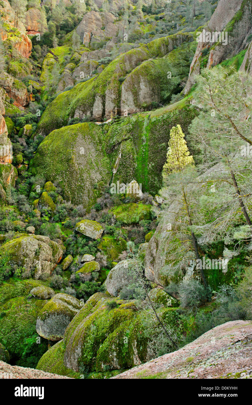Moss on Rocks Stock Photo - Alamy