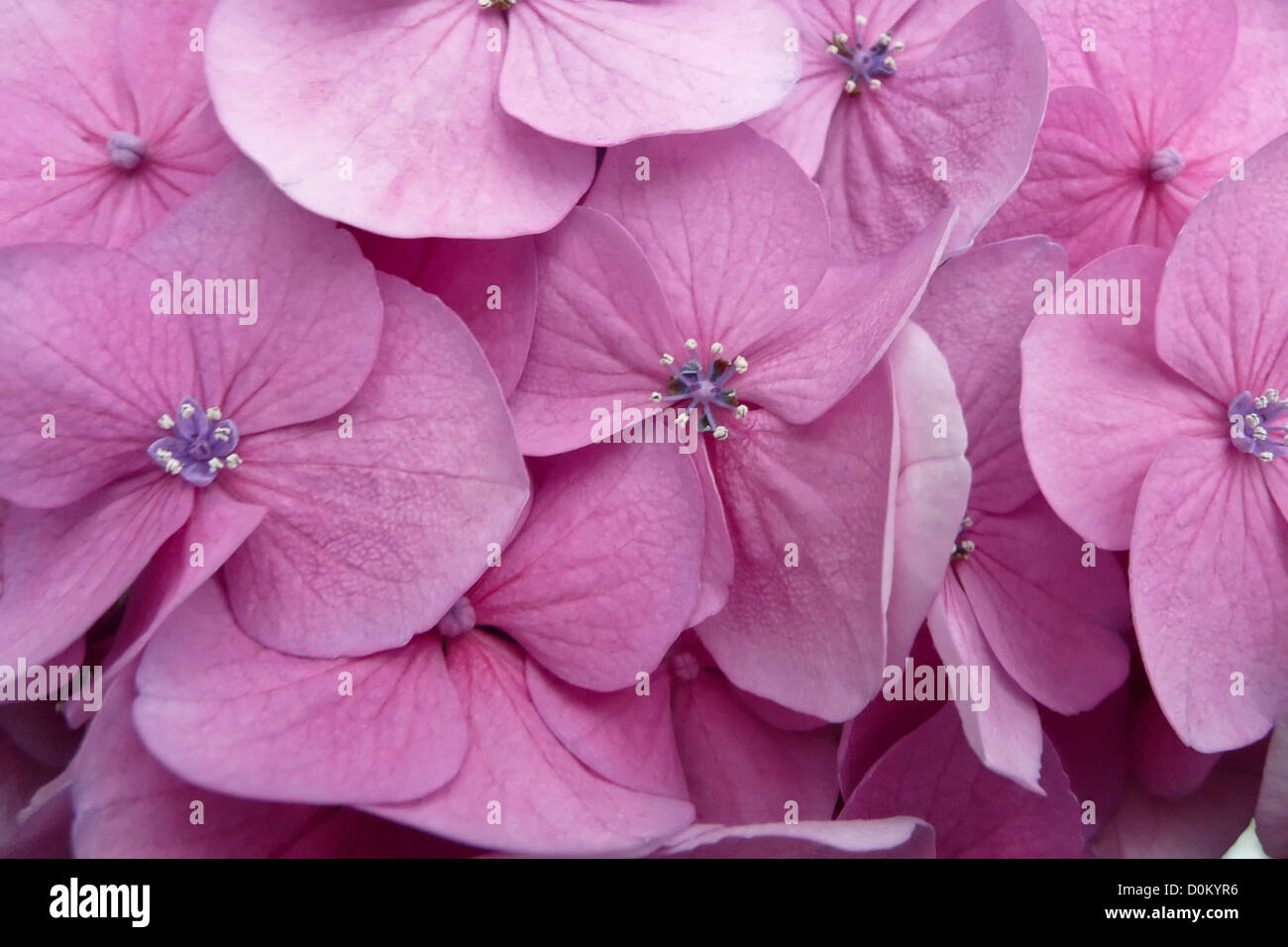 Close Up of Hydrangeas Stock Photo - Alamy