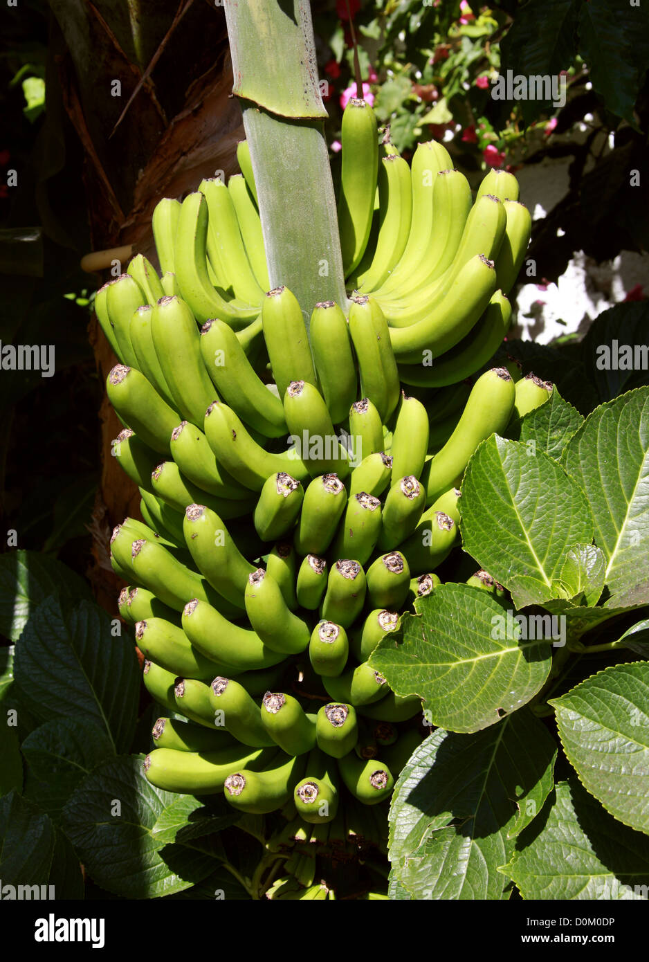 Canary Bananas, Icod de los Vinos, Tenerife, Canary Islands. Dwarf Cavendish Banana, Musa acuminata, Musaceae. Stock Photo
