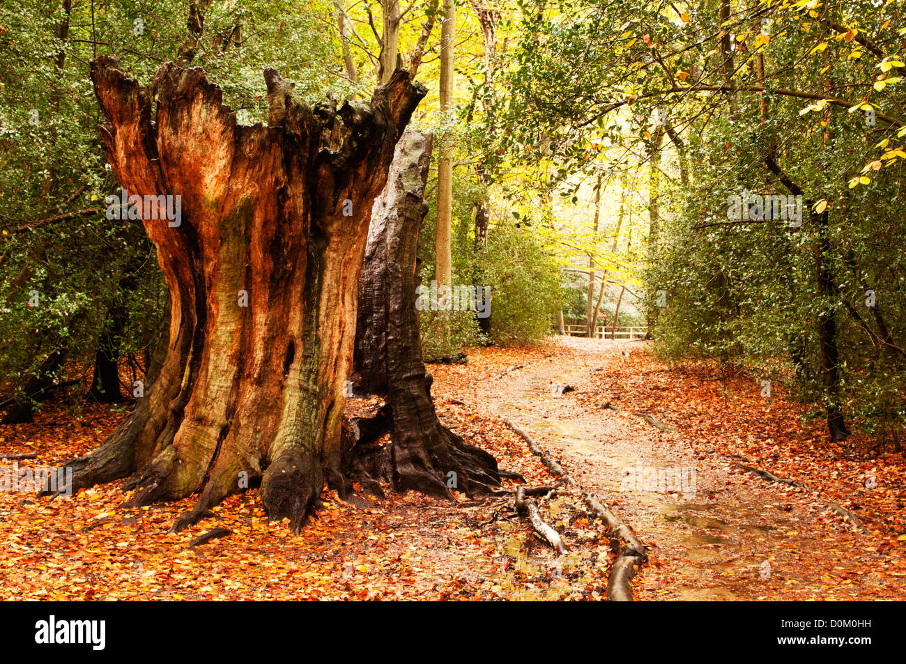Pollarded Beech Tree High Resolution Stock Photography and Images - Alamy