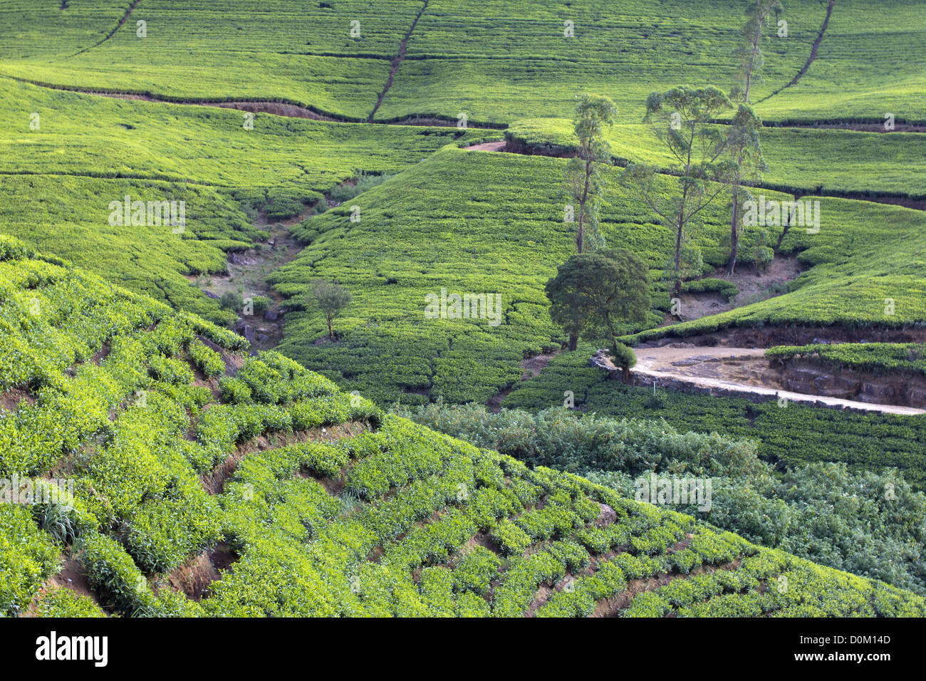 Sri Lanka tea garden mountains in nuwara eliya Stock Photo Alamy