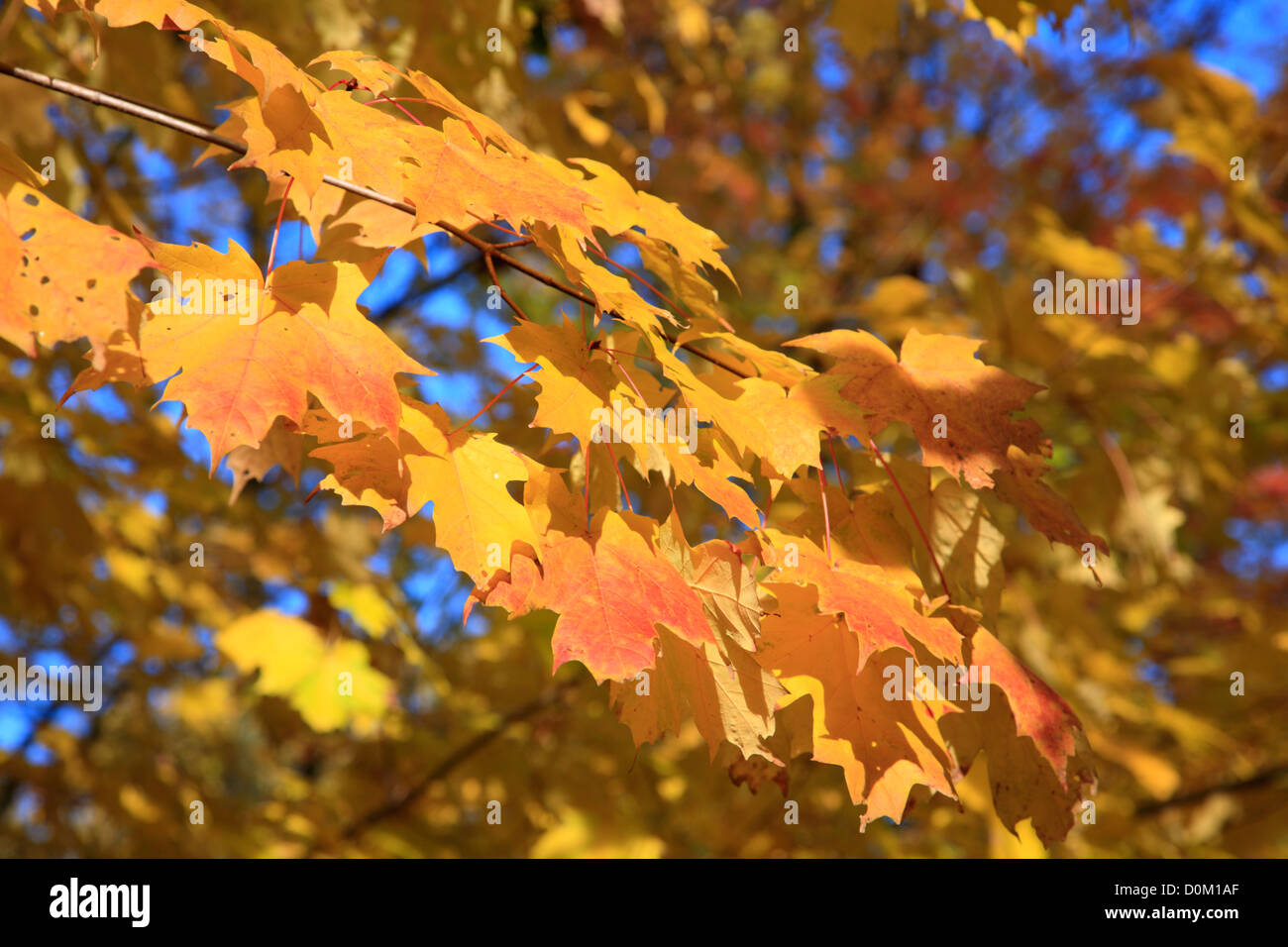 Autumn maple against blue sky hi-res stock photography and images - Alamy