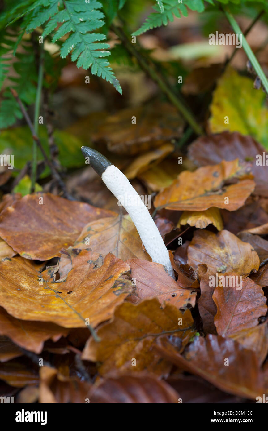 Dog Stinkhorn, Mutinus caninus, growing in leaf litter in beech woodland, England, October Stock Photo