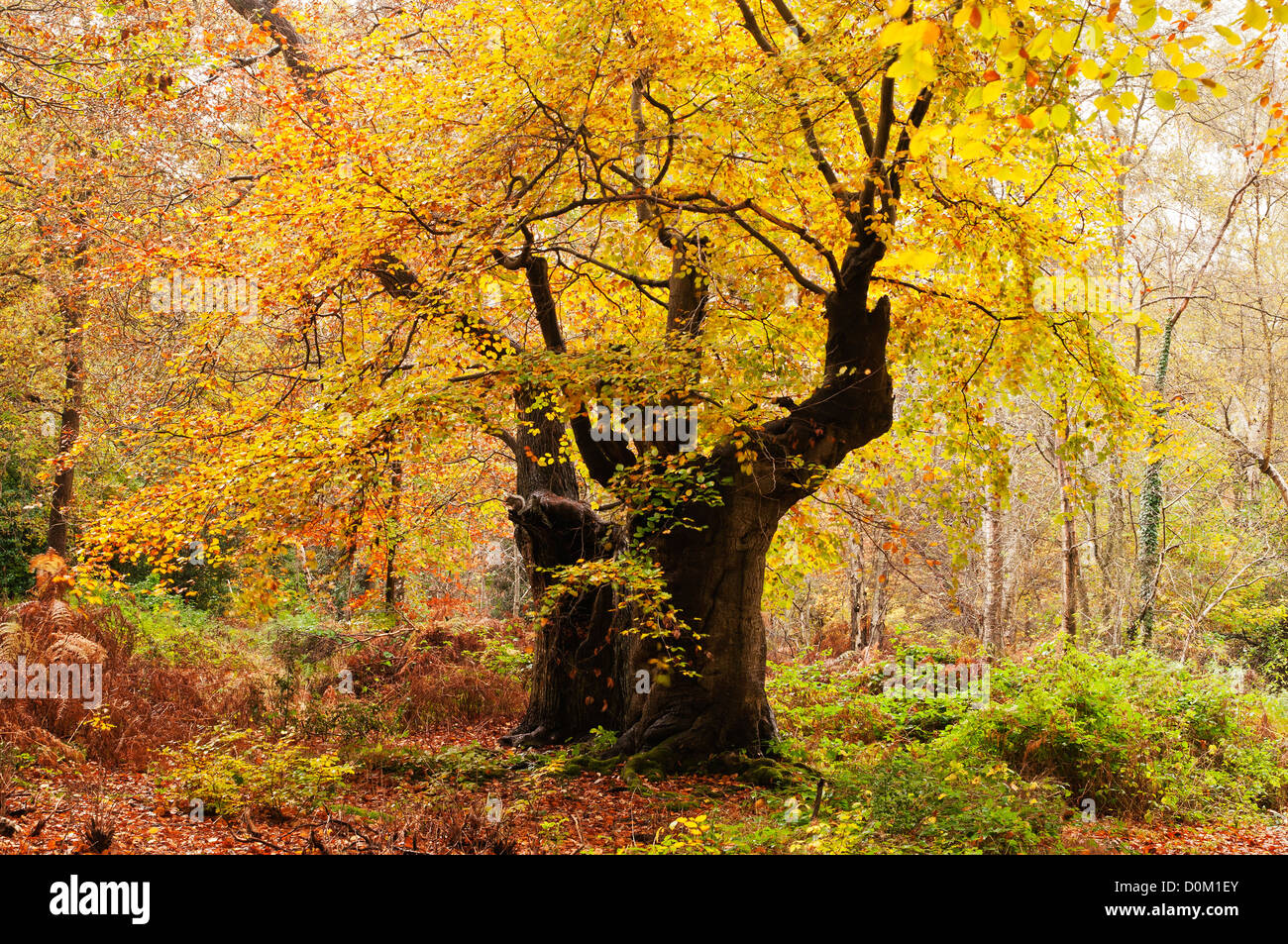 Pollarded Beech Tree Burnham Beeches Buckinghamshire England UK Stock