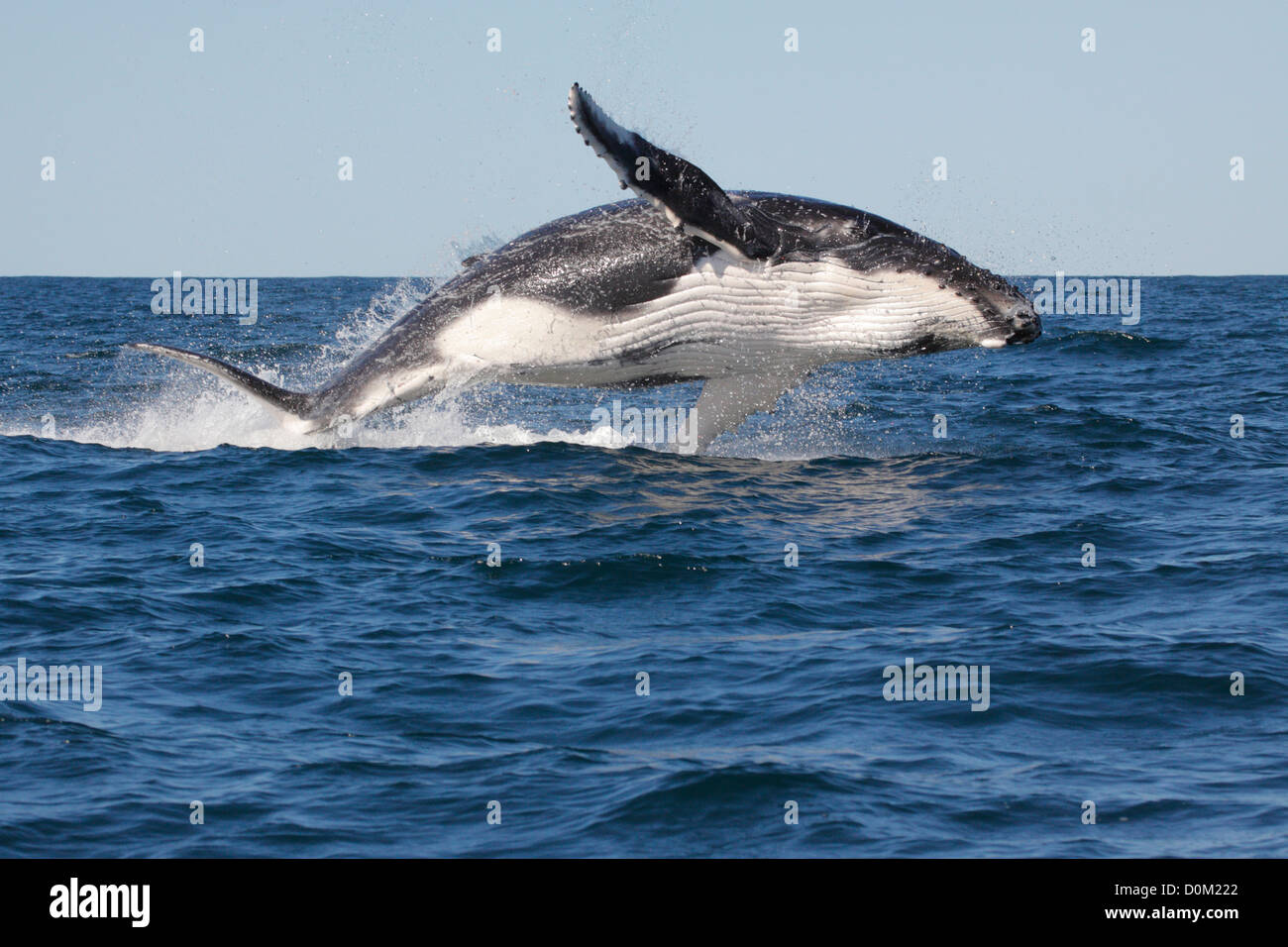 Humpback whale breaching hi-res stock photography and images - Alamy