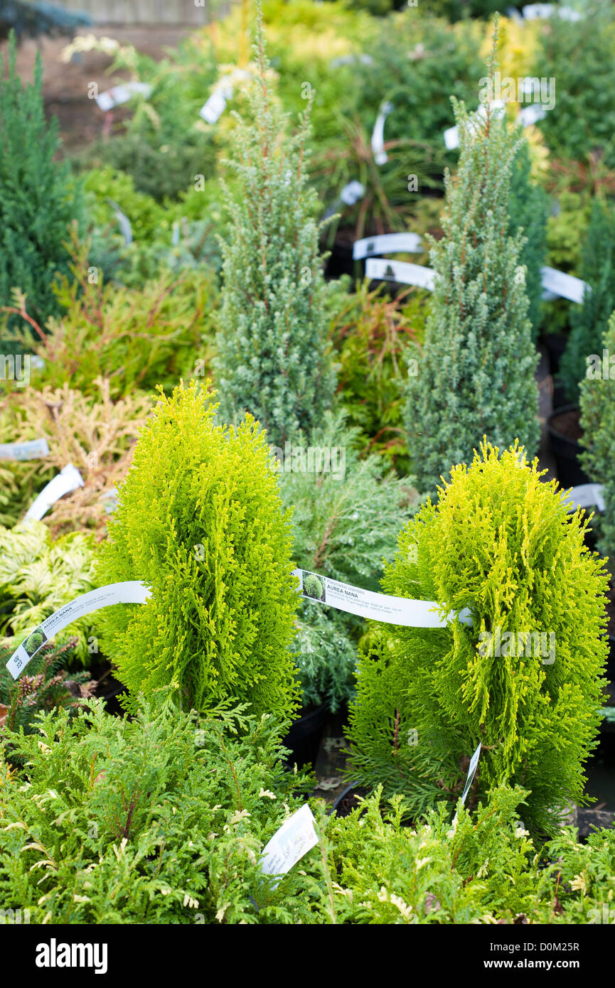 Aurea Nana conifers for sale in UK garden centre Stock Photo