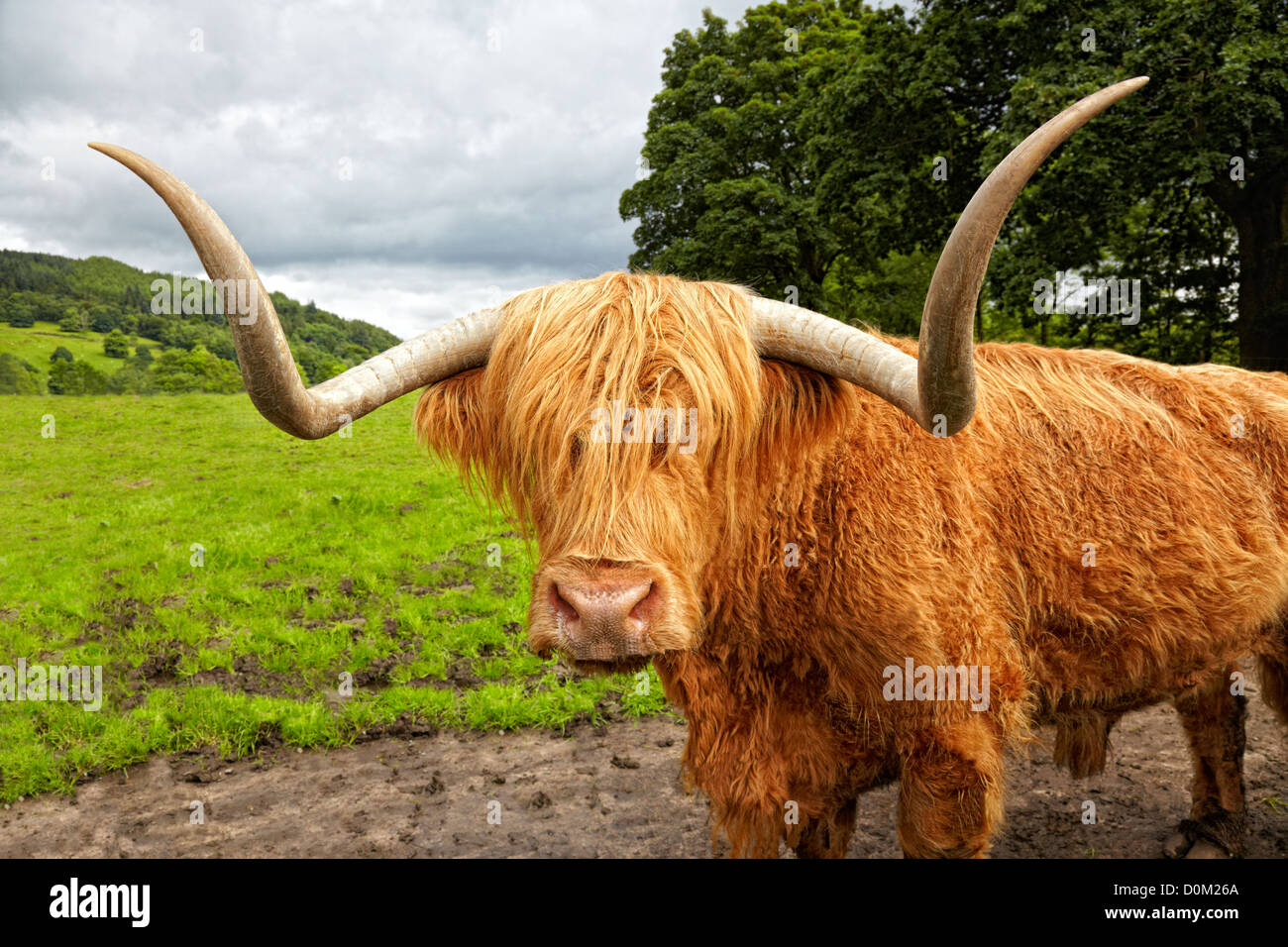 Highland cattle on the meadow, Scotland Stock Photo