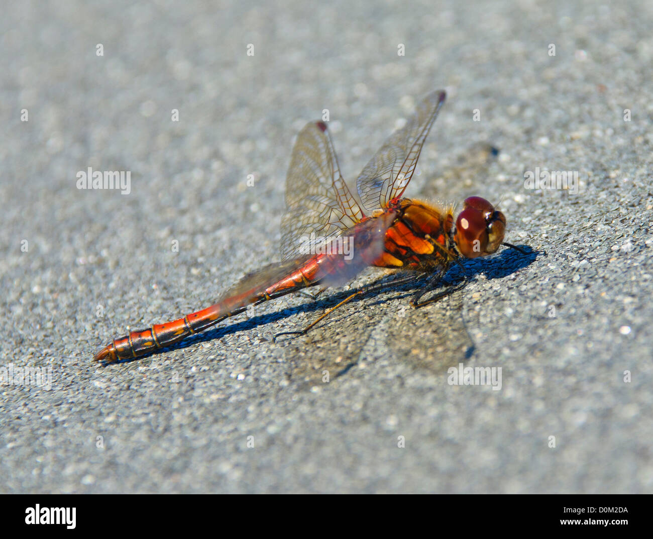 Dragonfly at Loch Coultrie, Wester Ross Stock Photo