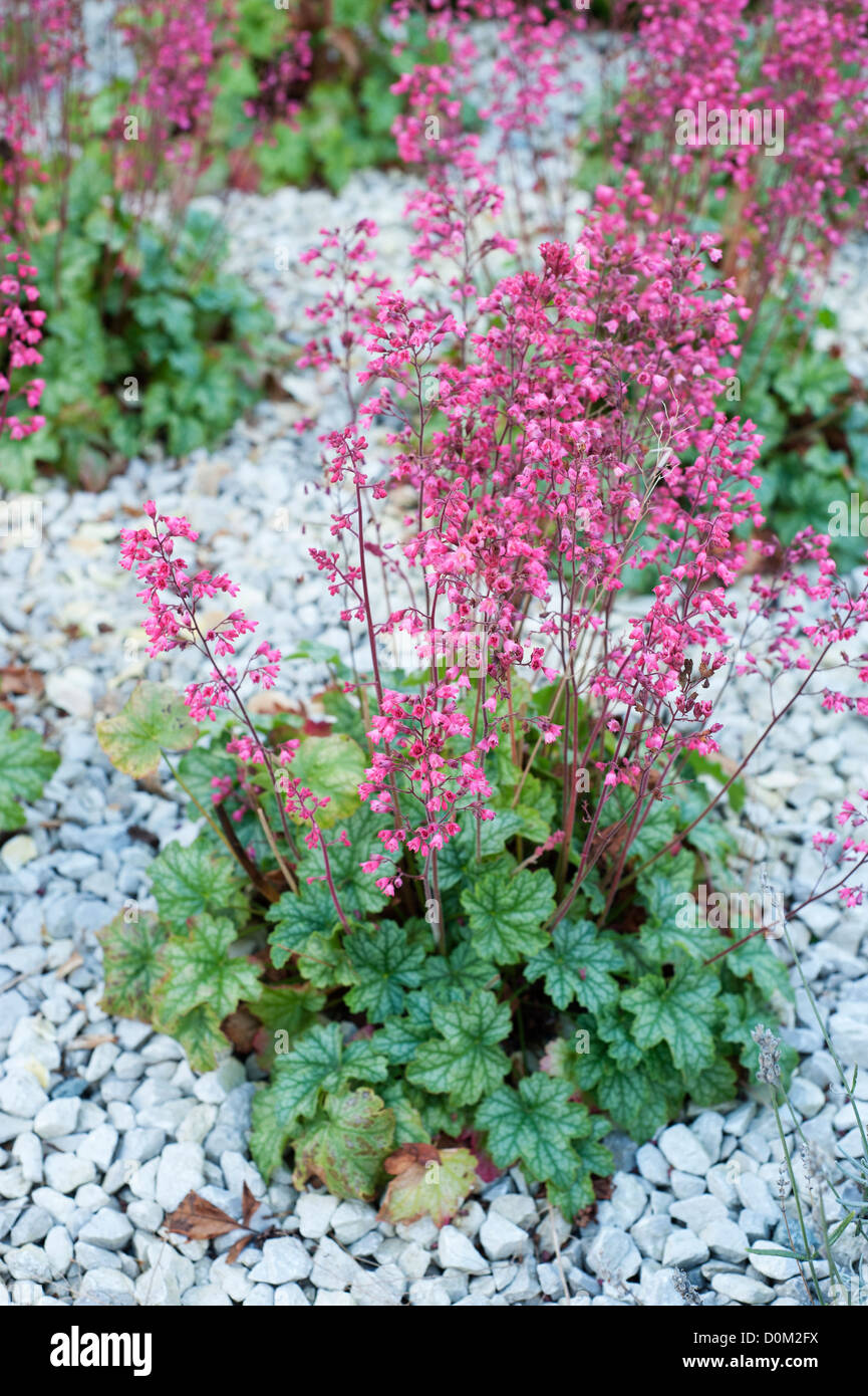 Heuchera species in flower in an autumn border on a shingle scree bed, England, October Stock Photo