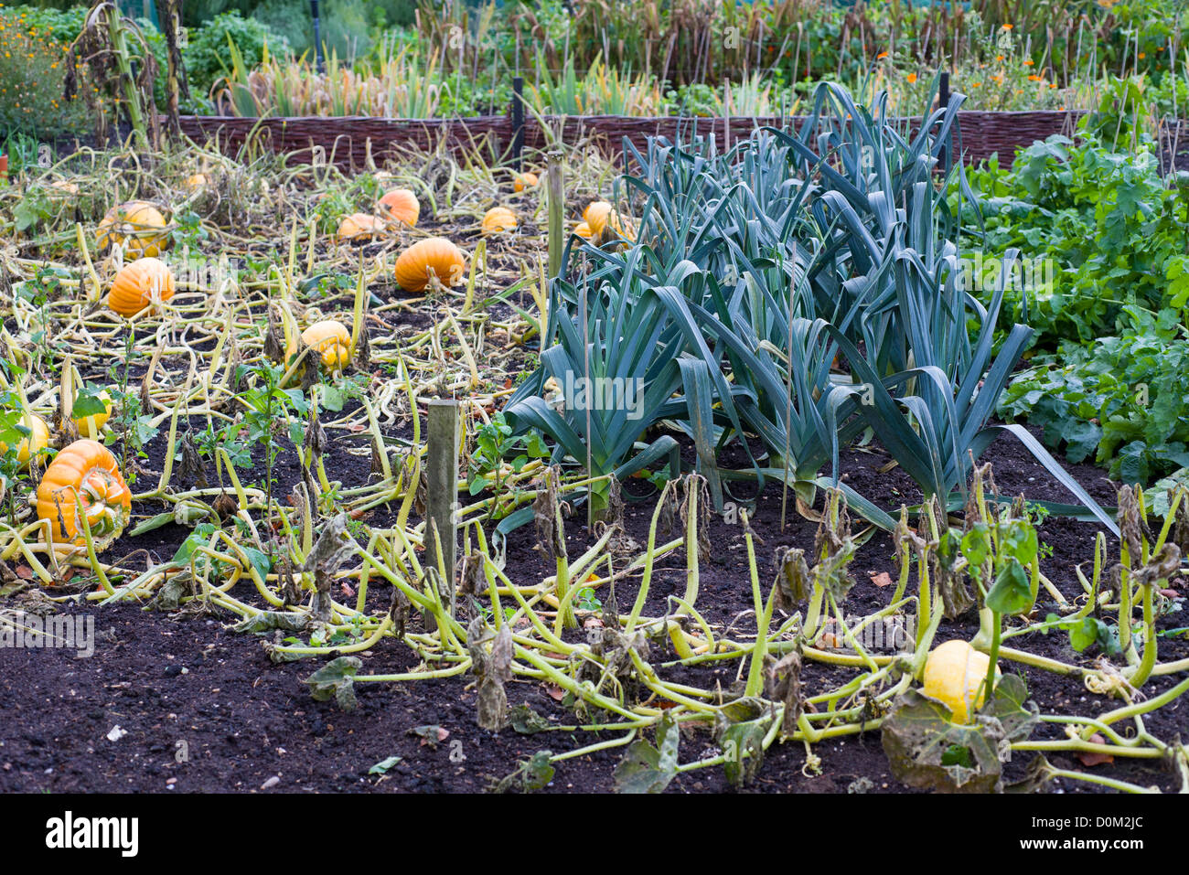 Autumn garden with pumpkins ready for harvest and leek bed Stock Photo ...