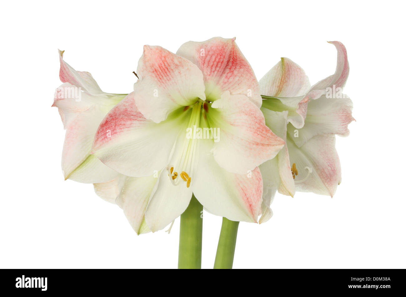 Amaryllis, hipeastrum, flowers isolated against white Stock Photo