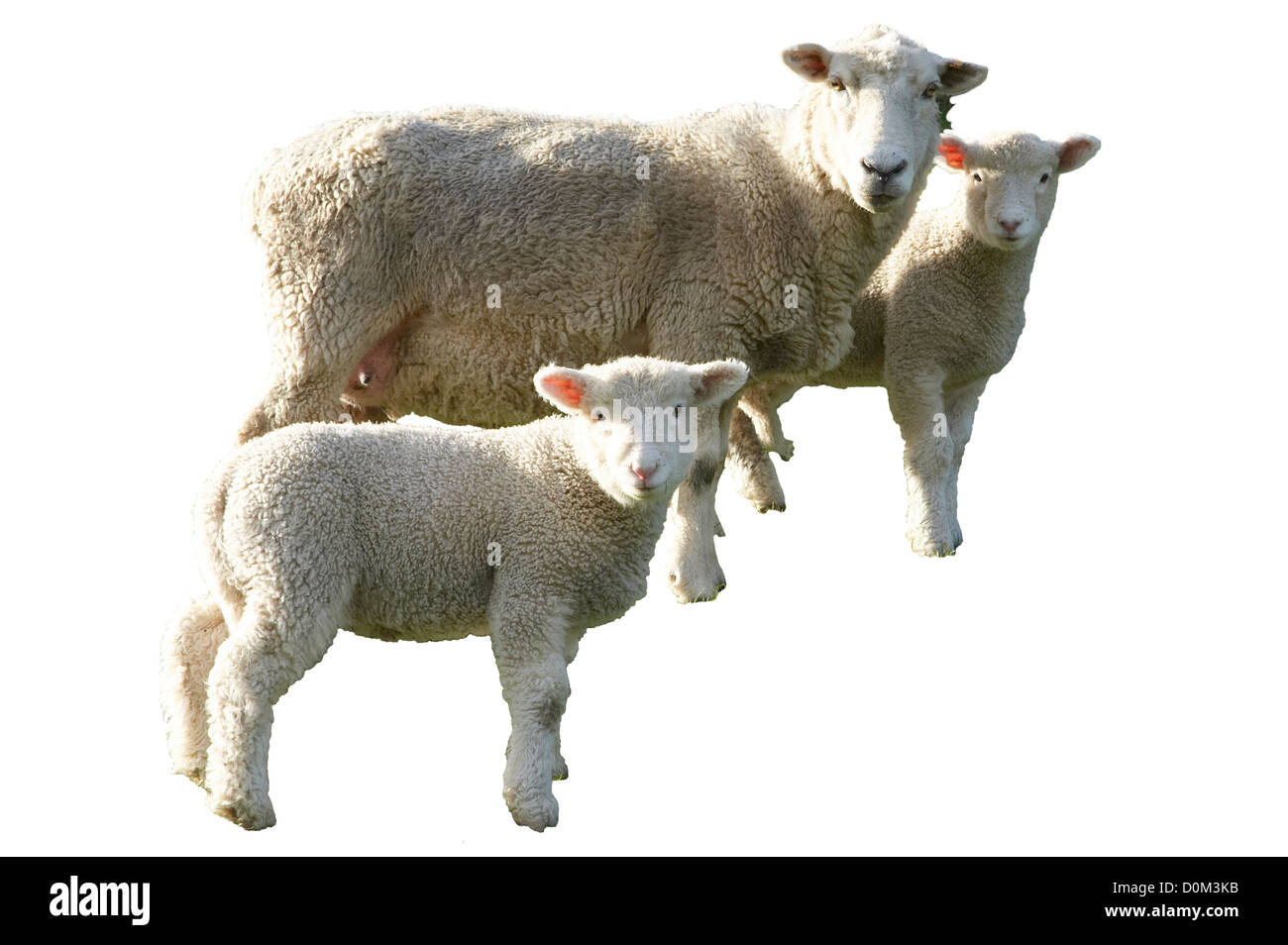 Sheep and lambs, New Zealand Stock Photo