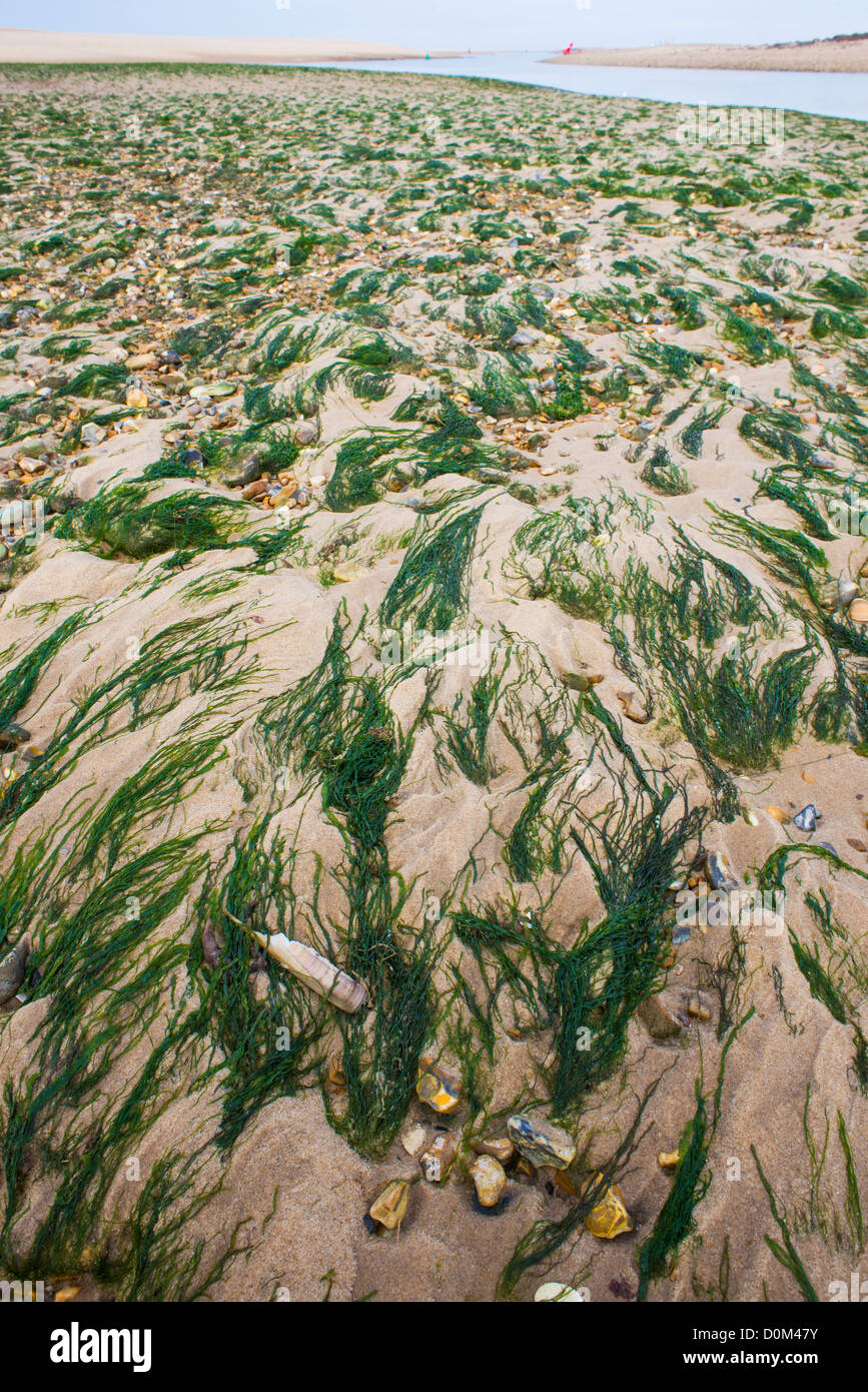 Enteromorpha (Enteromorpha spp.) exposed on sandbank at low tide, Wells next the Sea, Norfolk, England, November Stock Photo