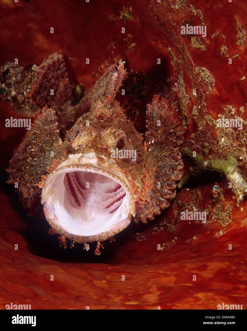 Papuan Scorpionfish Stock Photo