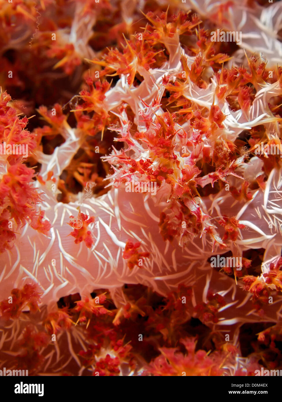 Soft Coral Crab Stock Photo - Alamy