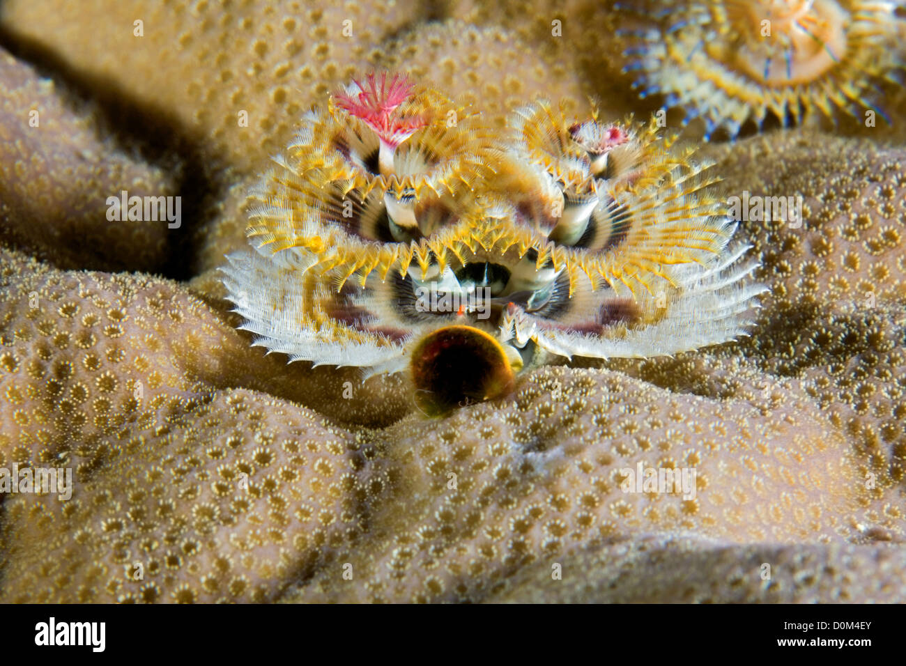 Worm bay hi-res stock photography and images - Alamy