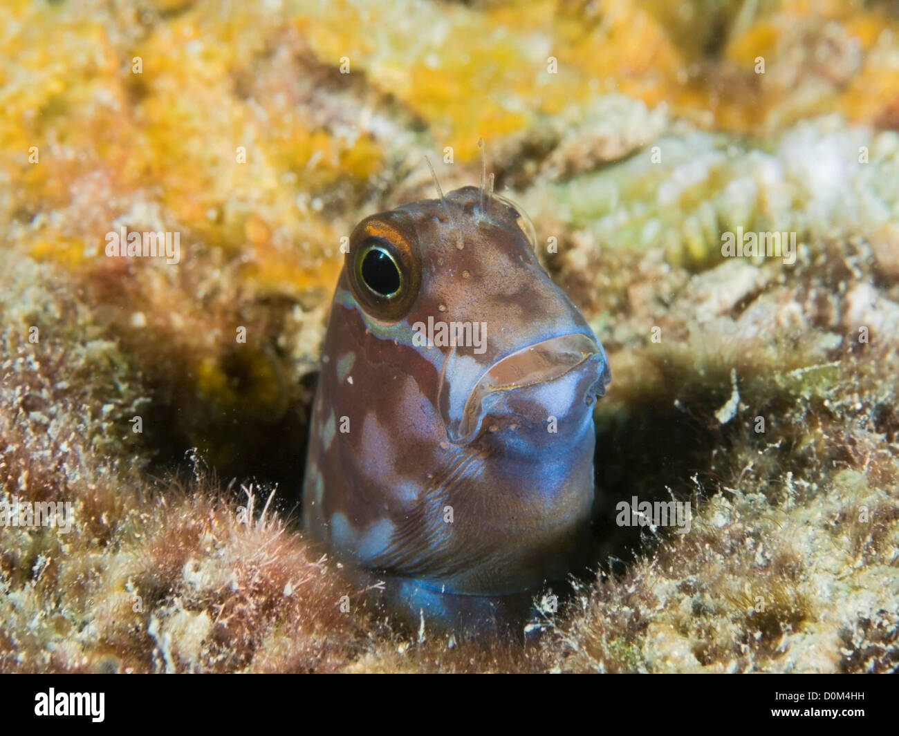 Black CombTooth Blenny Stock Photo Alamy