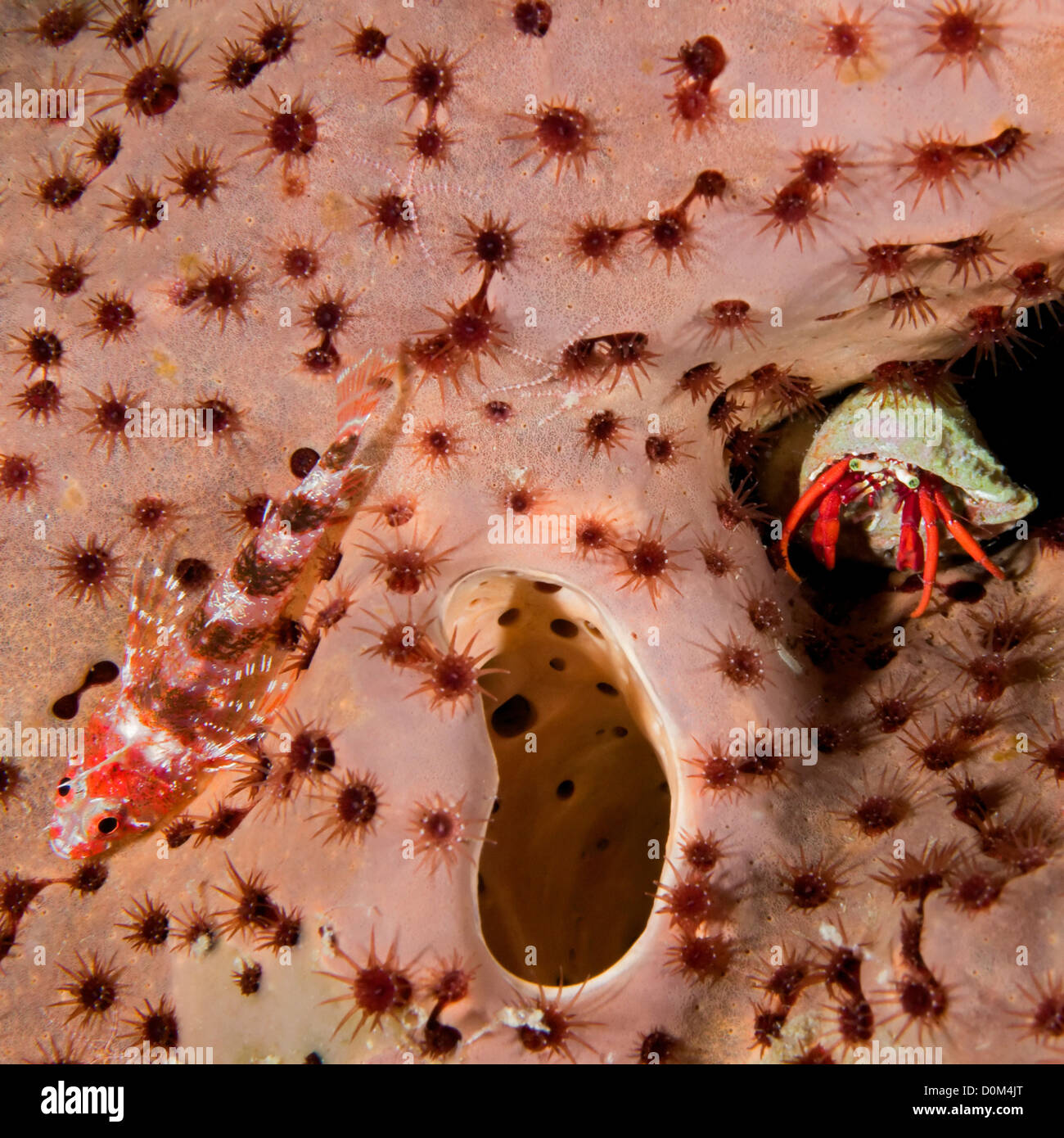 Tripplefin and Hermit Crab Stock Photo
