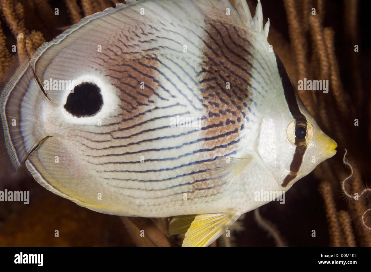 Foureye Butterflyfish Stock Photo