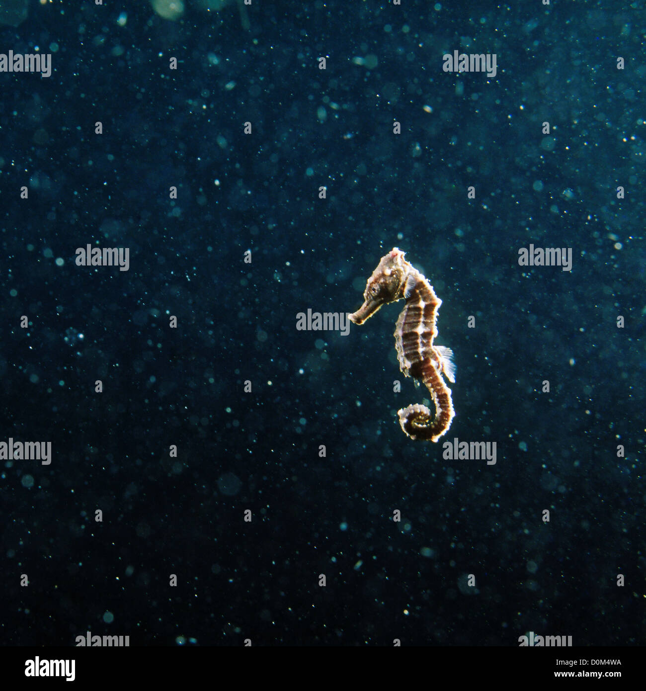Baby Seahorse on His Own Stock Photo
