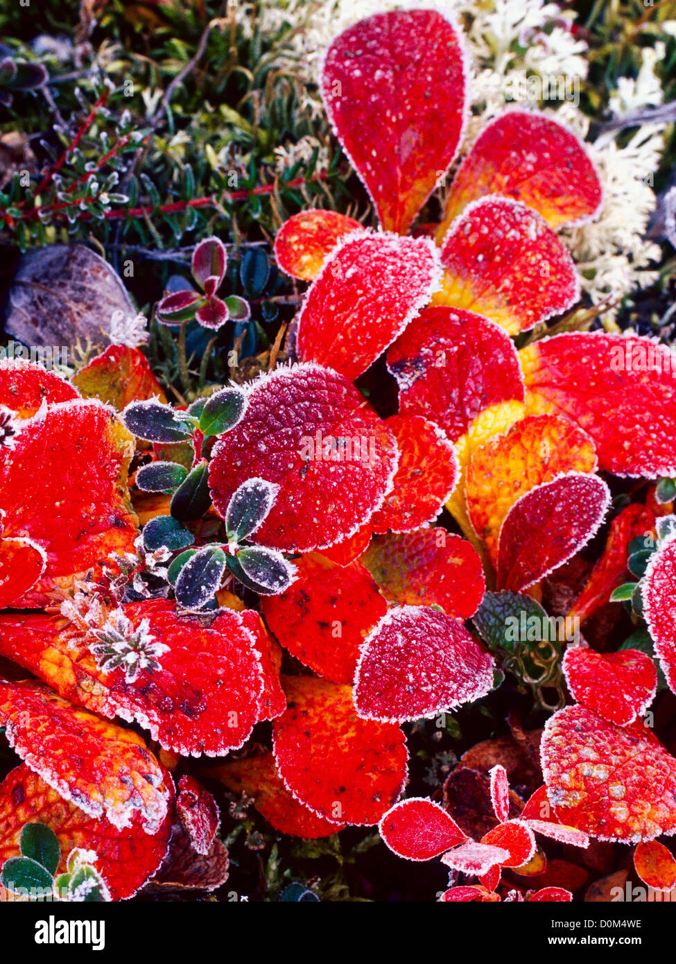 Frosted Tundra Flora in Vivid Color Stock Photo