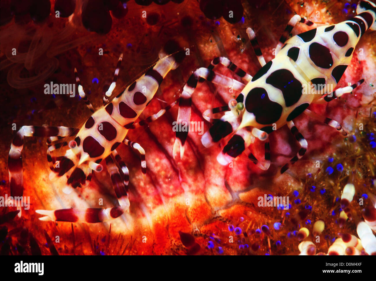 Coleman Shrimp on Fire Urchin Stock Photo Alamy