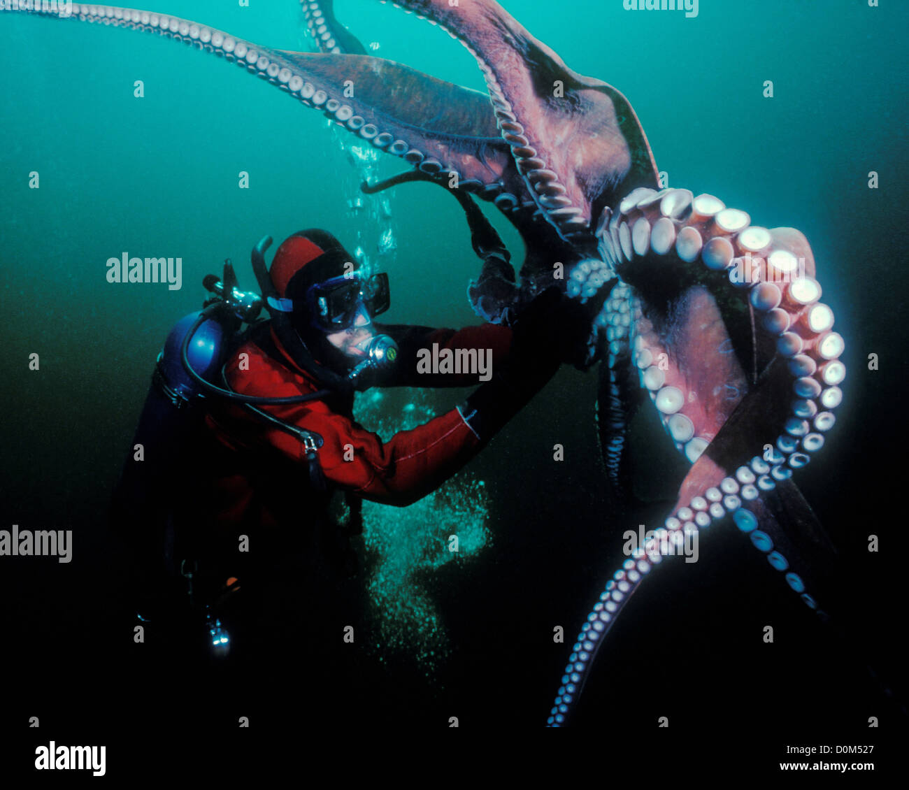 Diver Interacts with a Giant Pacific Octopus Stock Photo Alamy