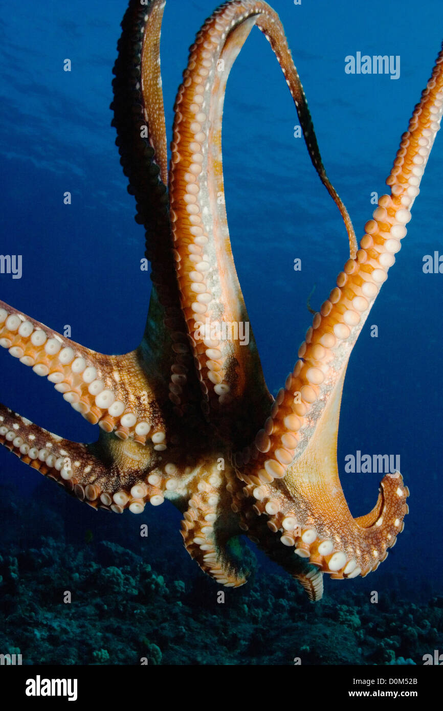 A Day Octopus and Some Seriously Long Tentacles Stock Photo - Alamy