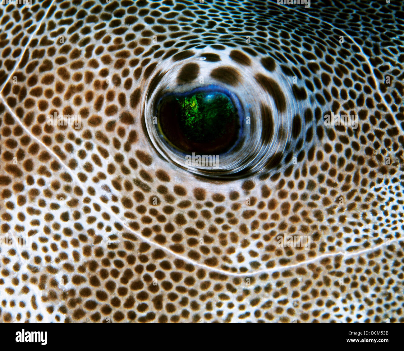 Close up of a Guineafowl Pufferfish Eye Stock Photo Alamy