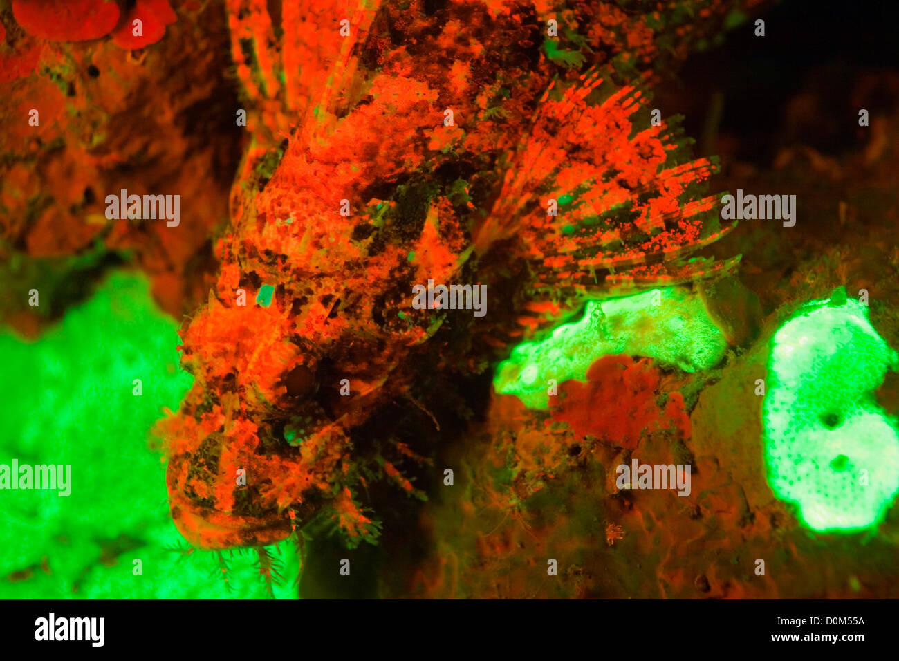 Fluorescing Corals and Scorpionfish Stock Photo