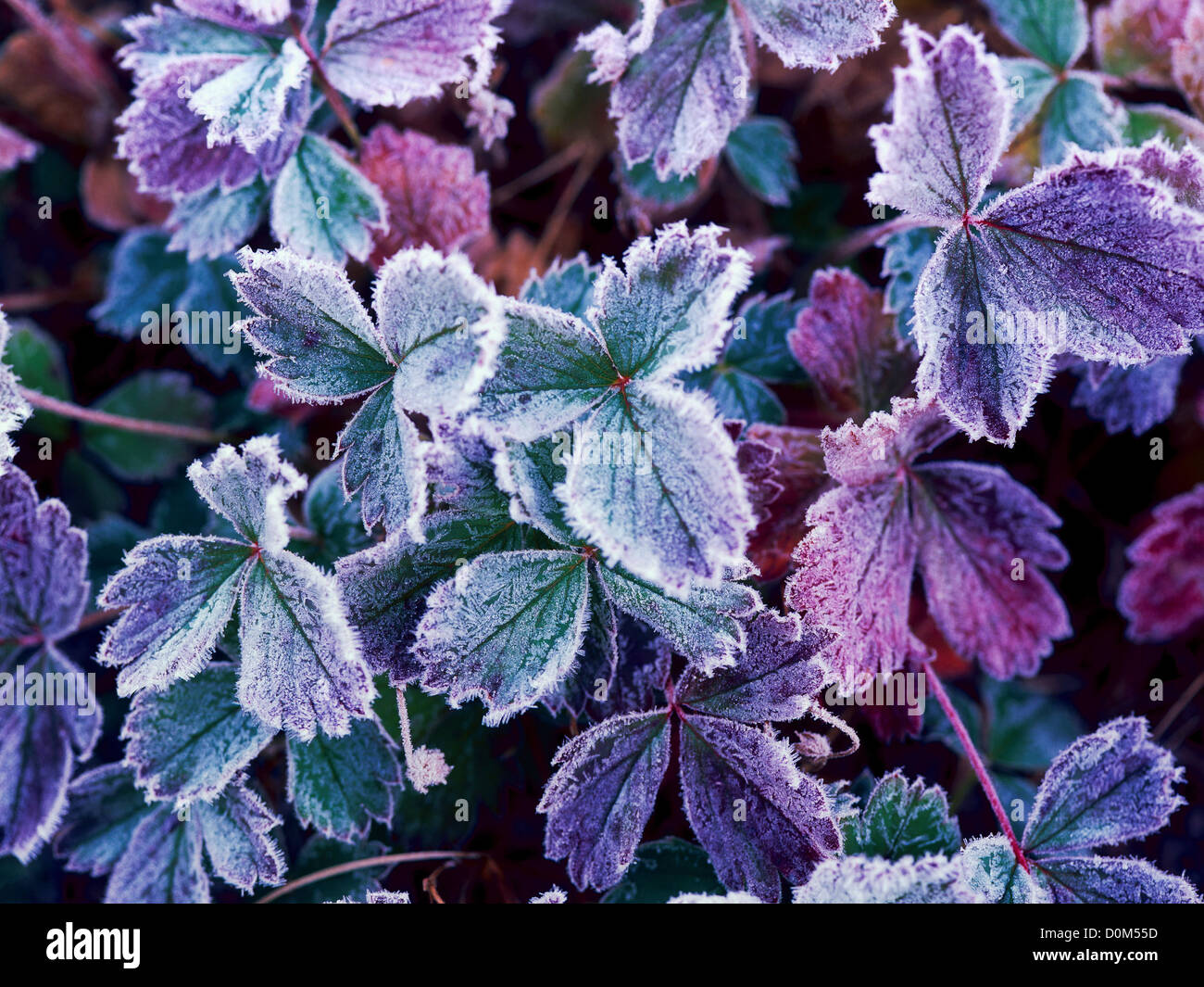 Wild Strawberries After a Frost Stock Photo Alamy